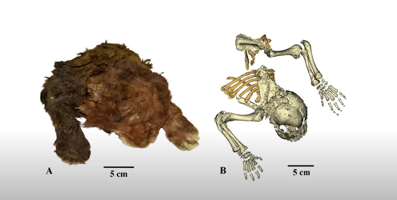 Discovery of a Baby Saber Toothed Cat Mummy Found in Siberia Astonished the Scientific Community