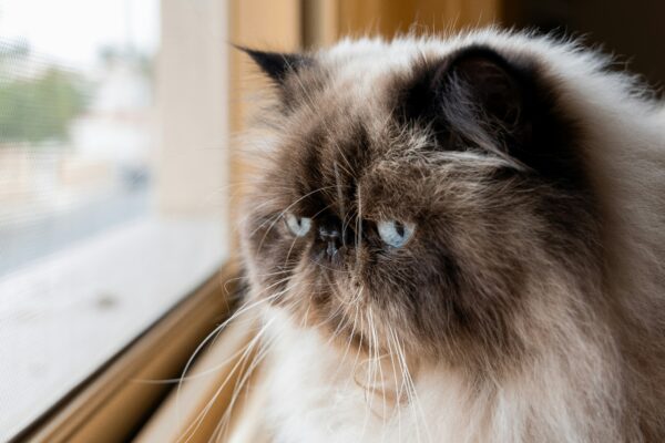 Himalayan cat