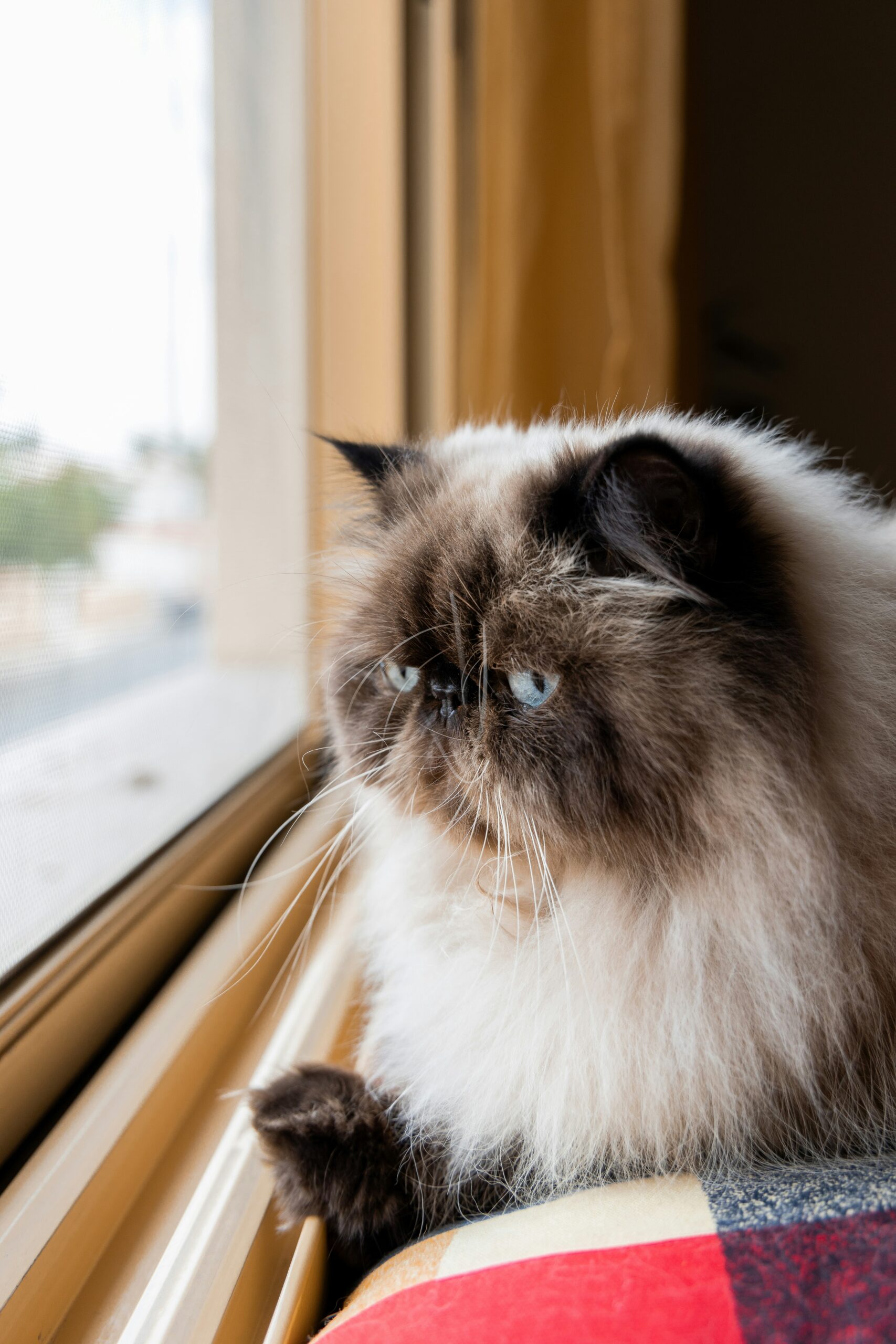 Himalayan cat