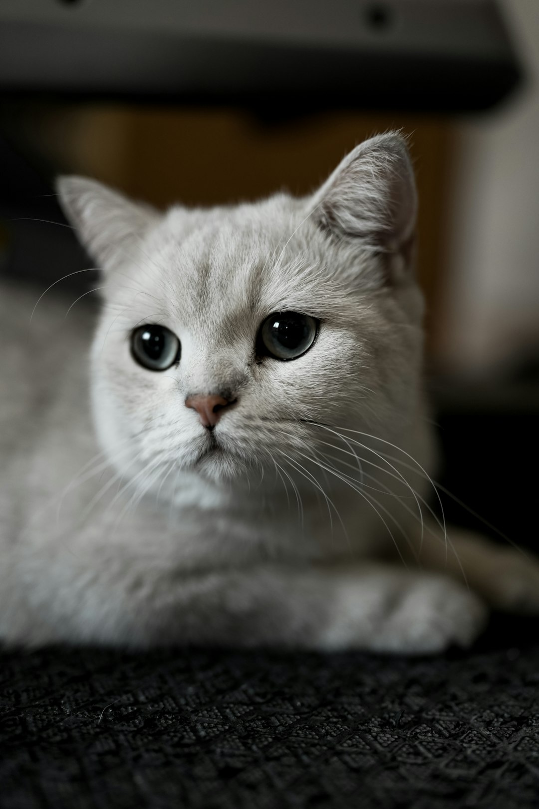 himalayan cat