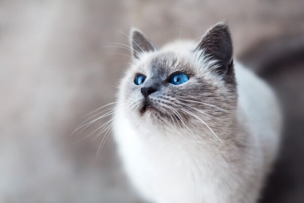 Cat Tracks in Snow: What They Reveal About Your Feline Friend