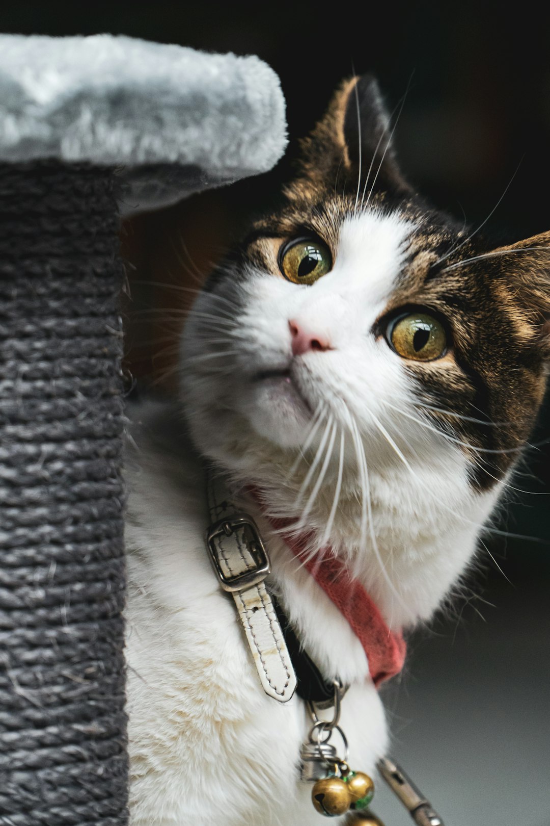 manul cat