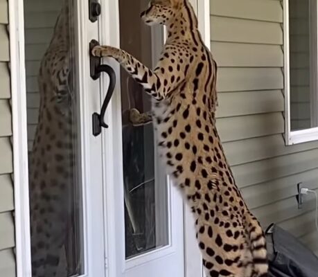 f1 savannah cat