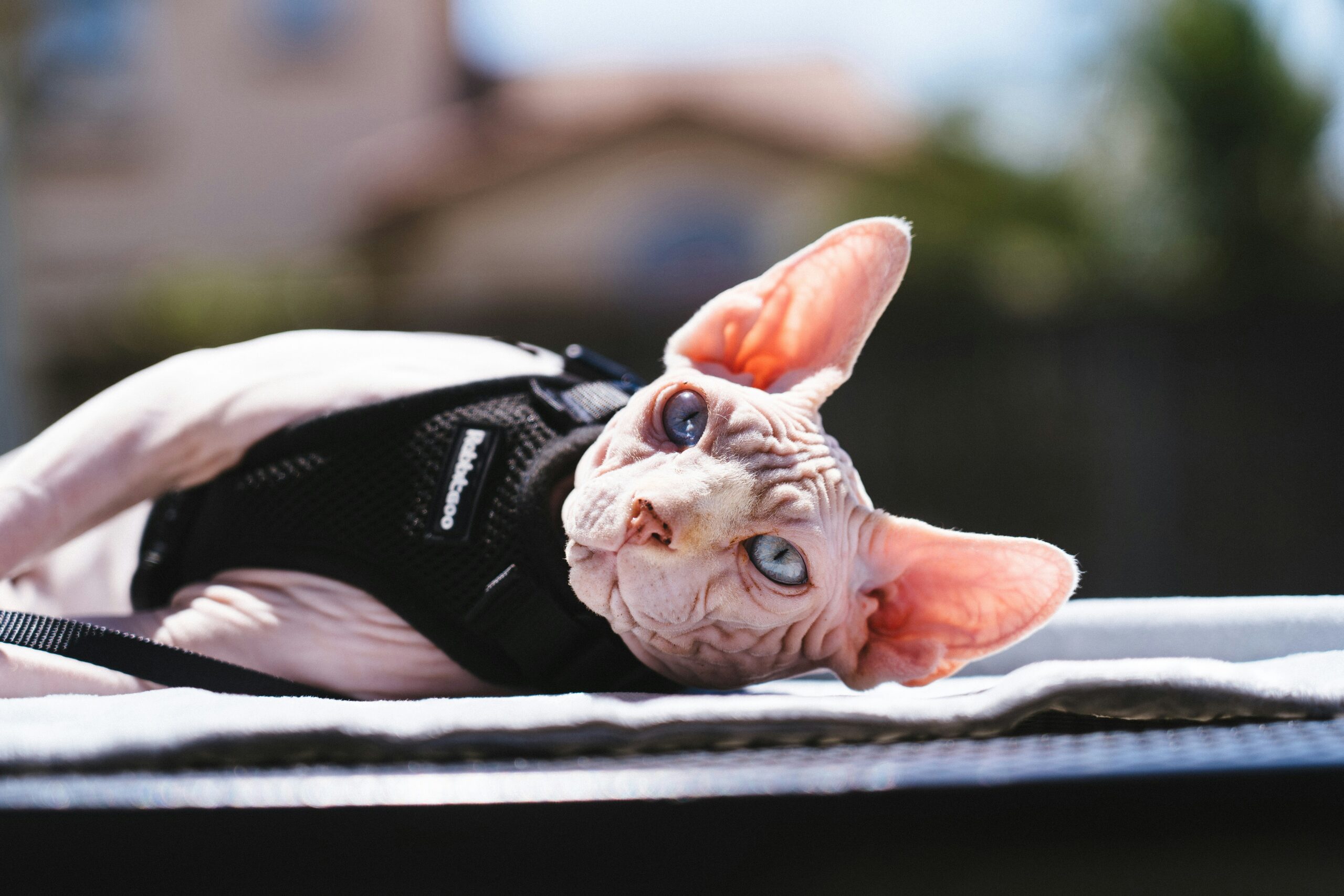 hairless cat