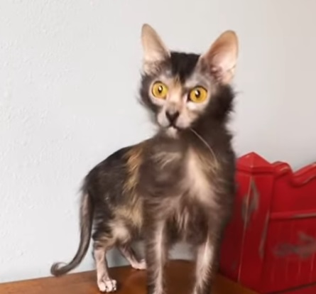 lykoi cat