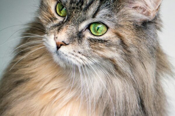 main coon cat