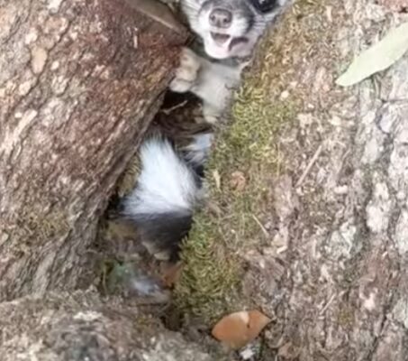 ring tailed cat