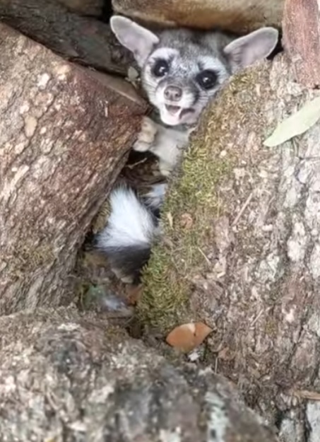 ring tailed cat