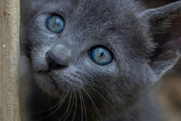 russian blue cat for sale