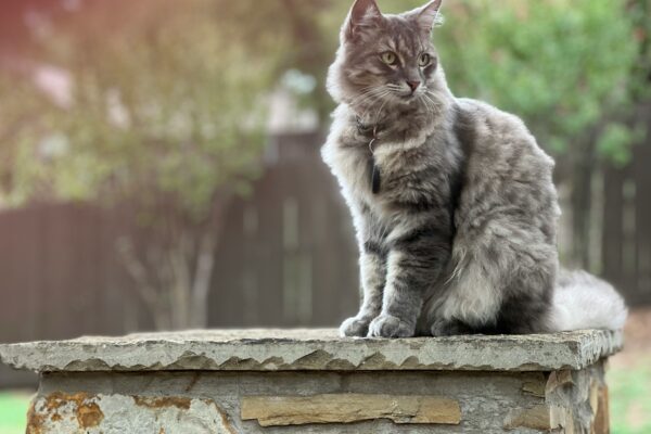 siberian cat 2