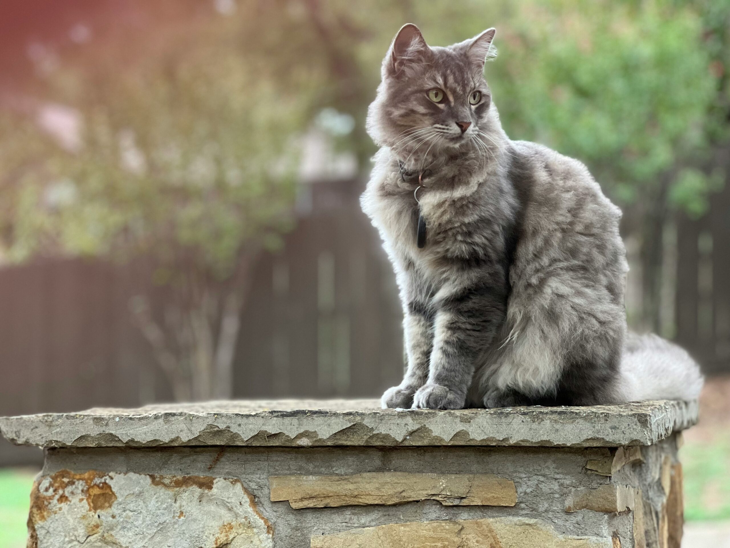 siberian cat 2