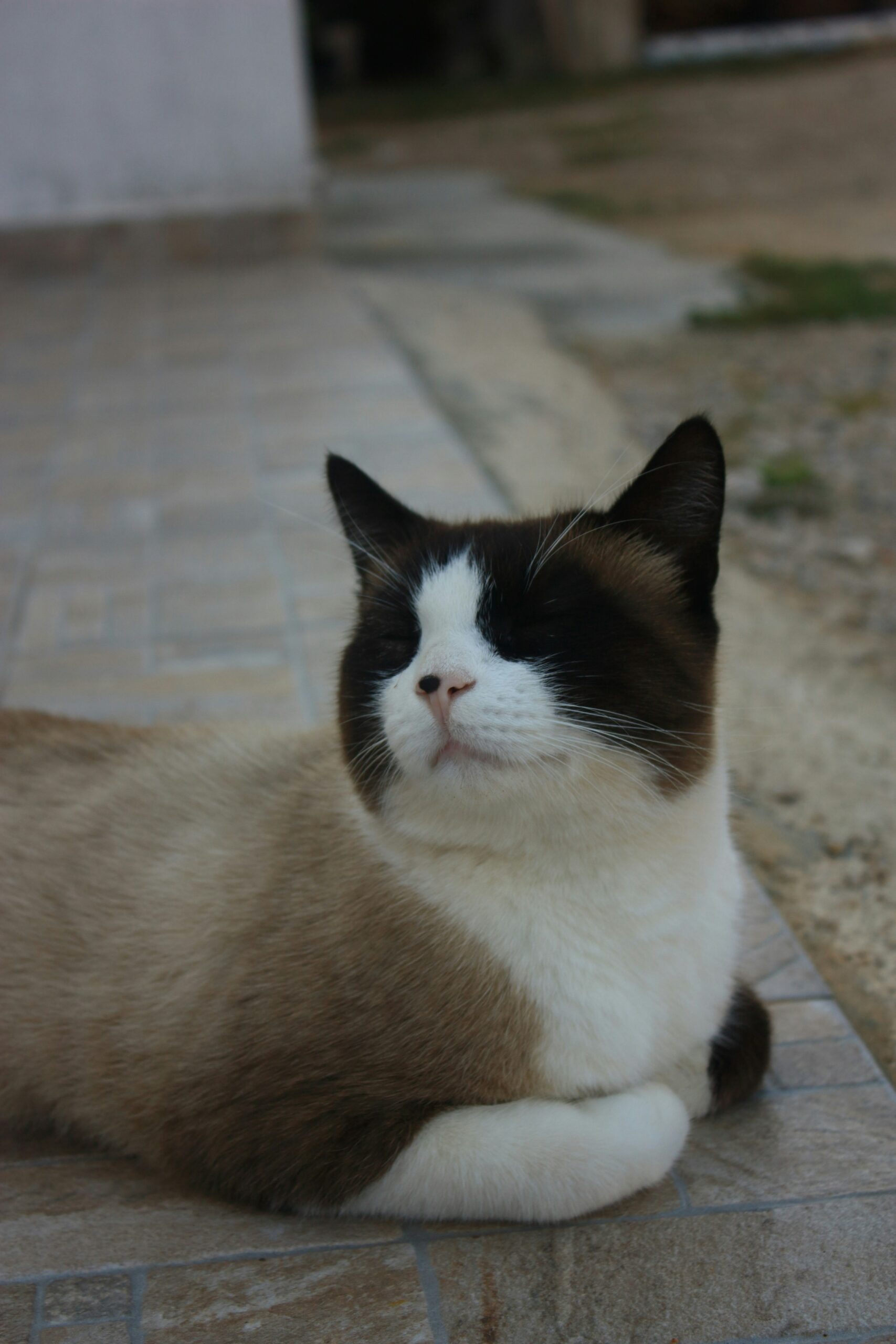 snowshoe cat