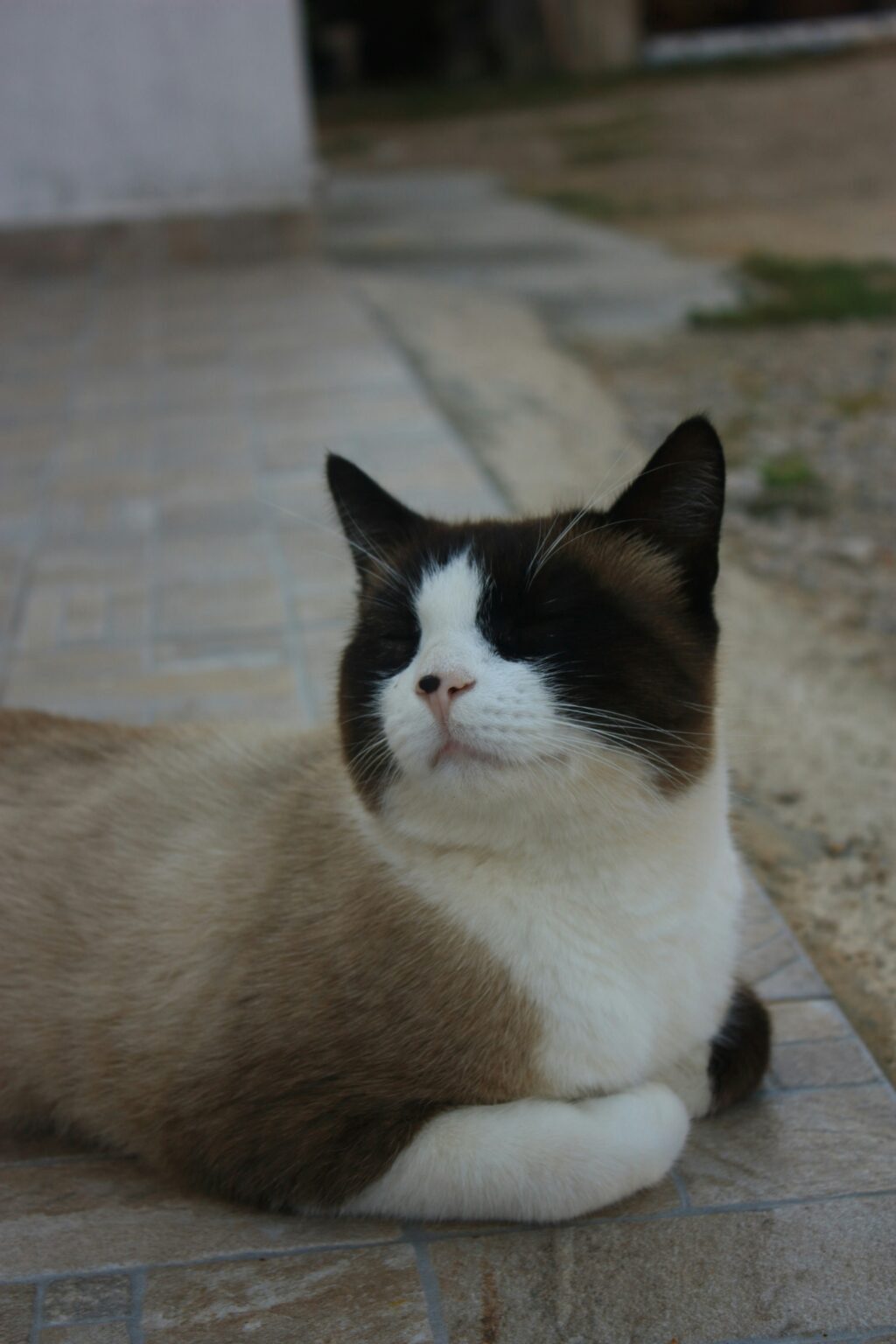 Snowshoe Cat: An In-Depth Guide to This Charming Feline Breed - Cat ...