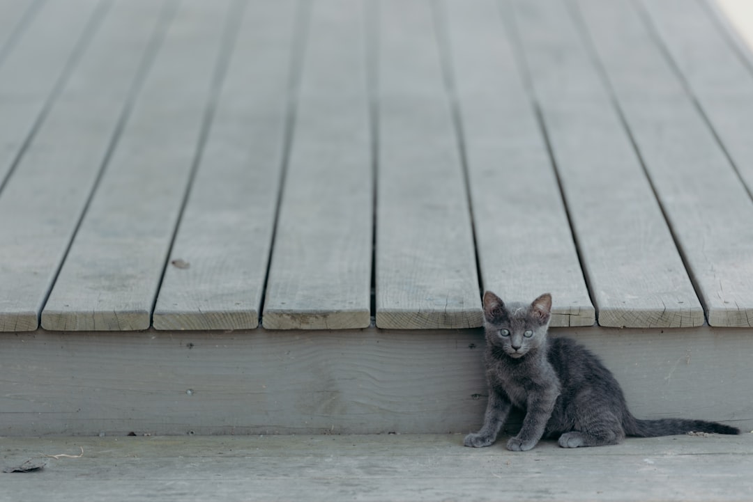 cat keeps sneezing