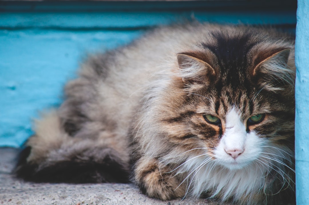 Cat Collars