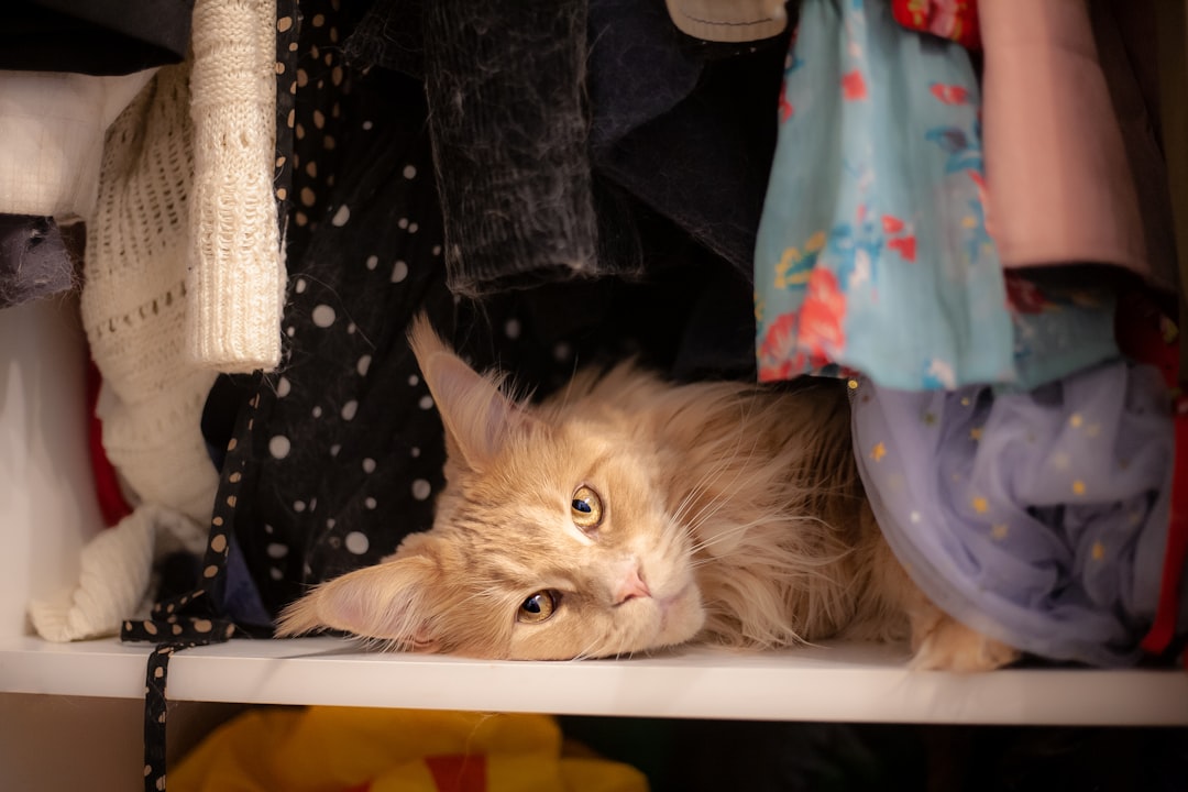 manul cat