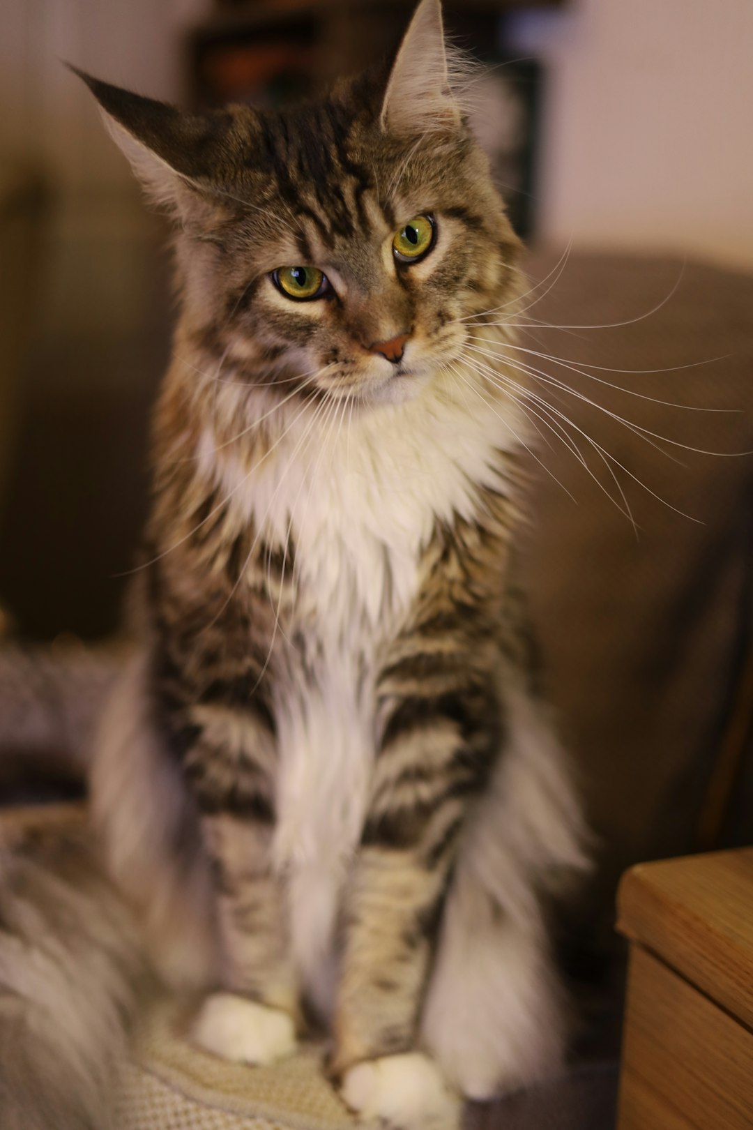 manul cat