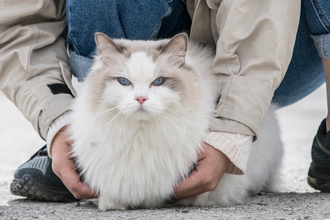 flame point siamese