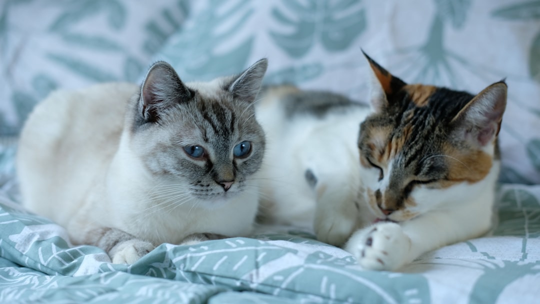 flame point siamese