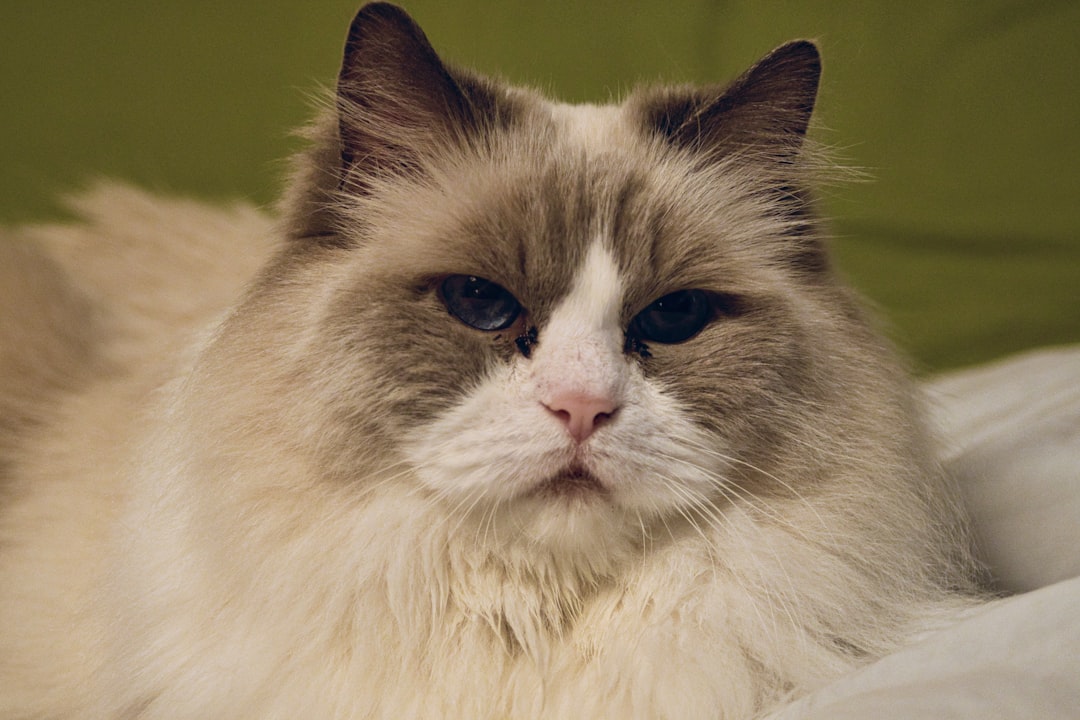 Lynx Point Siamese