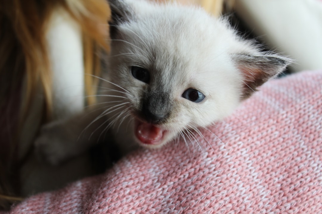 Open Farm cat food