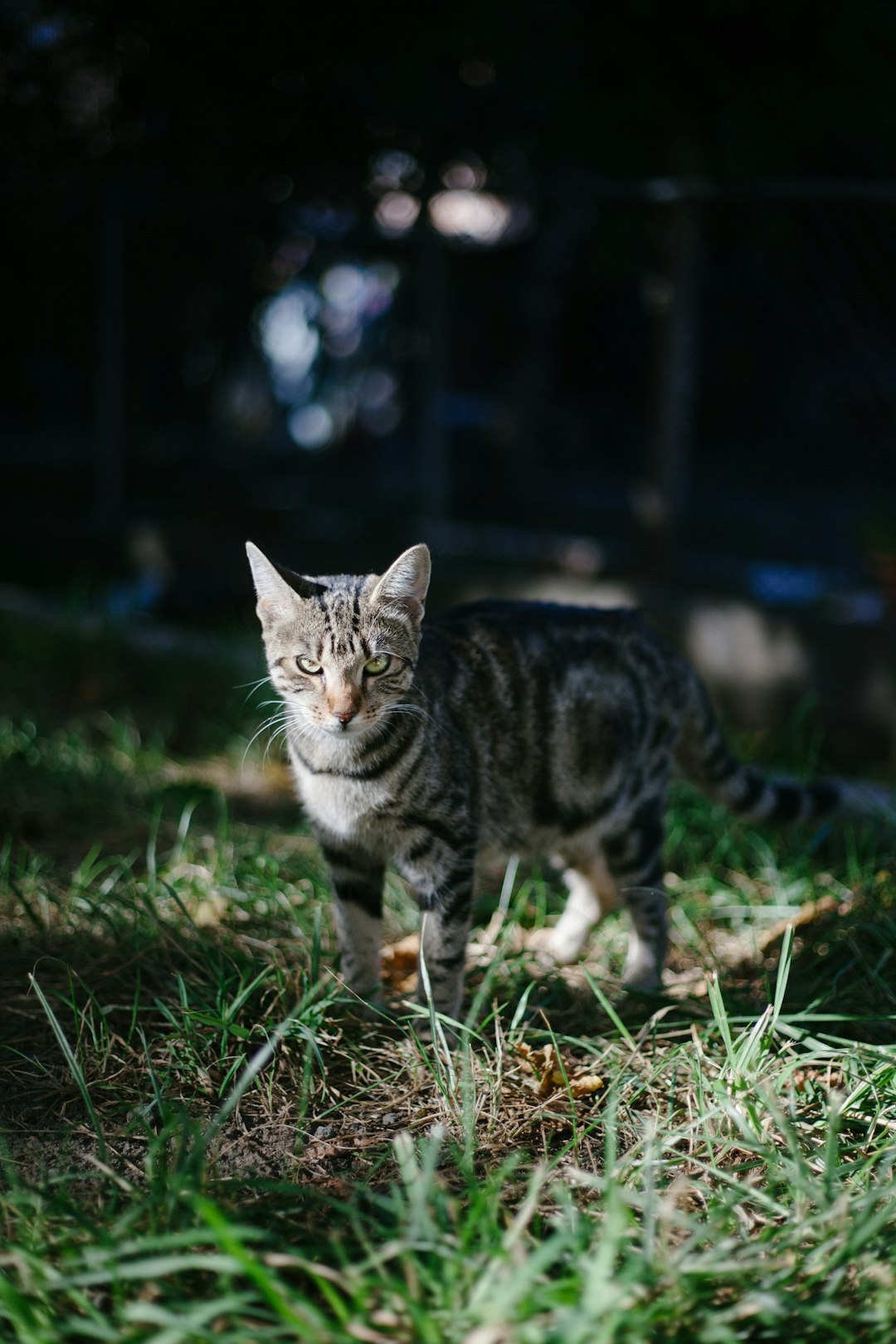 science diet cat food