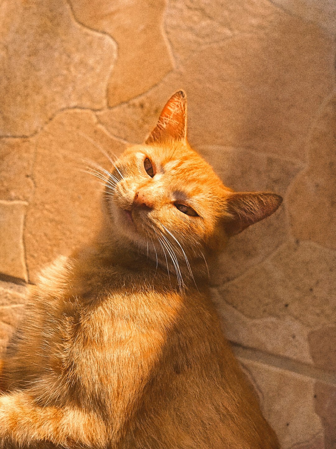 Curly haired cat