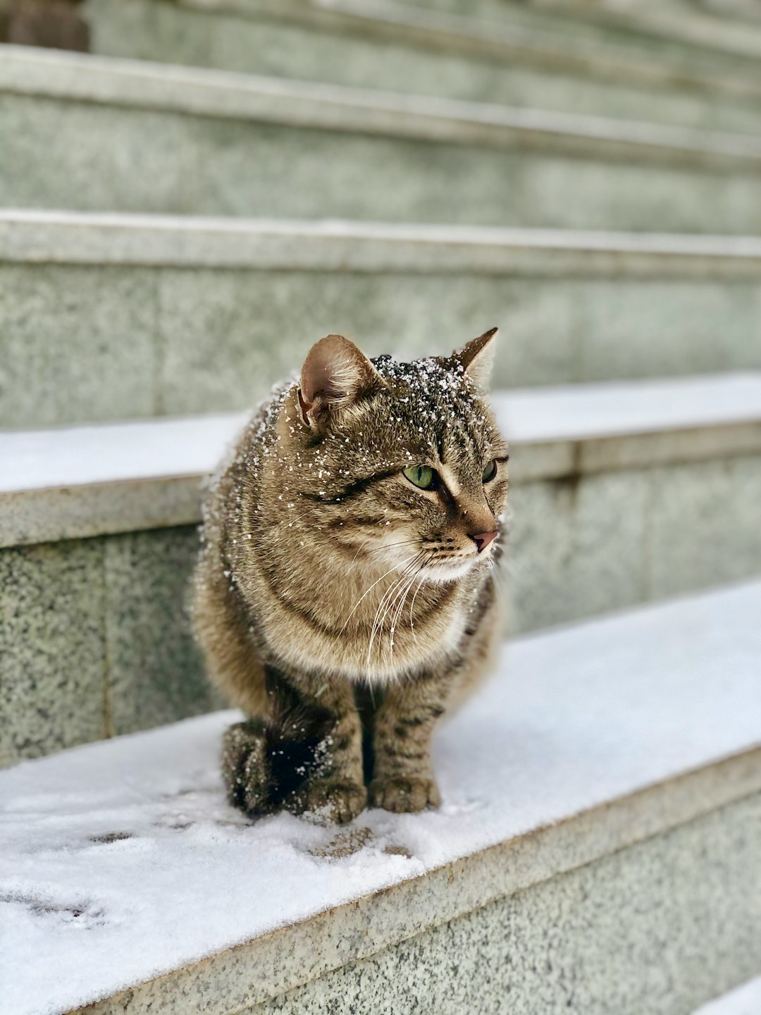 Curly haired cat