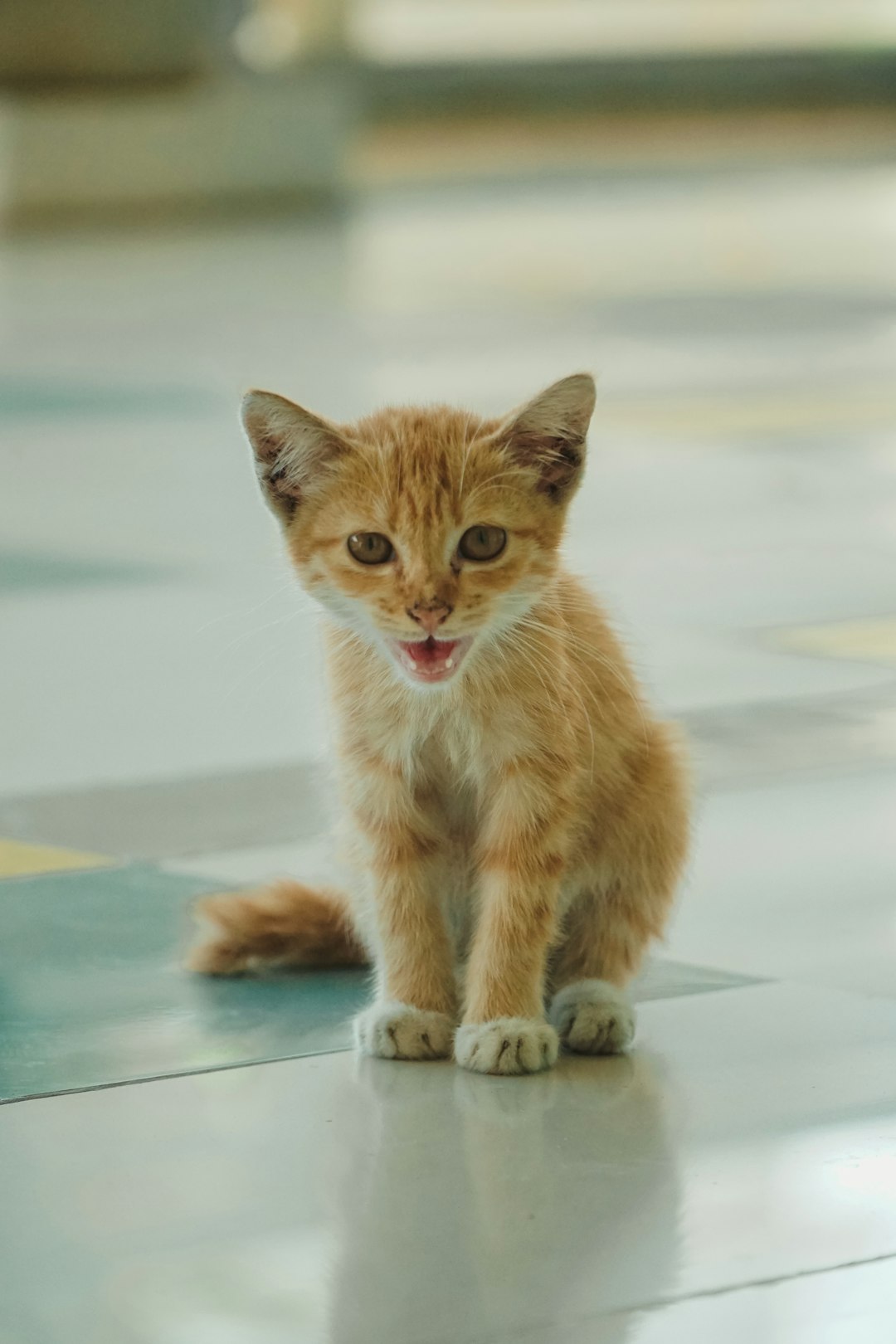 cat pooping outside litter box