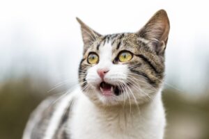 Benadryl for Cats Without Vet Prescription: What You Need to Know