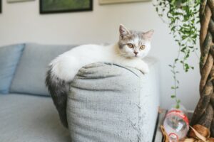 Cat Allergies and Treatments: Identifying Triggers and Finding Relief